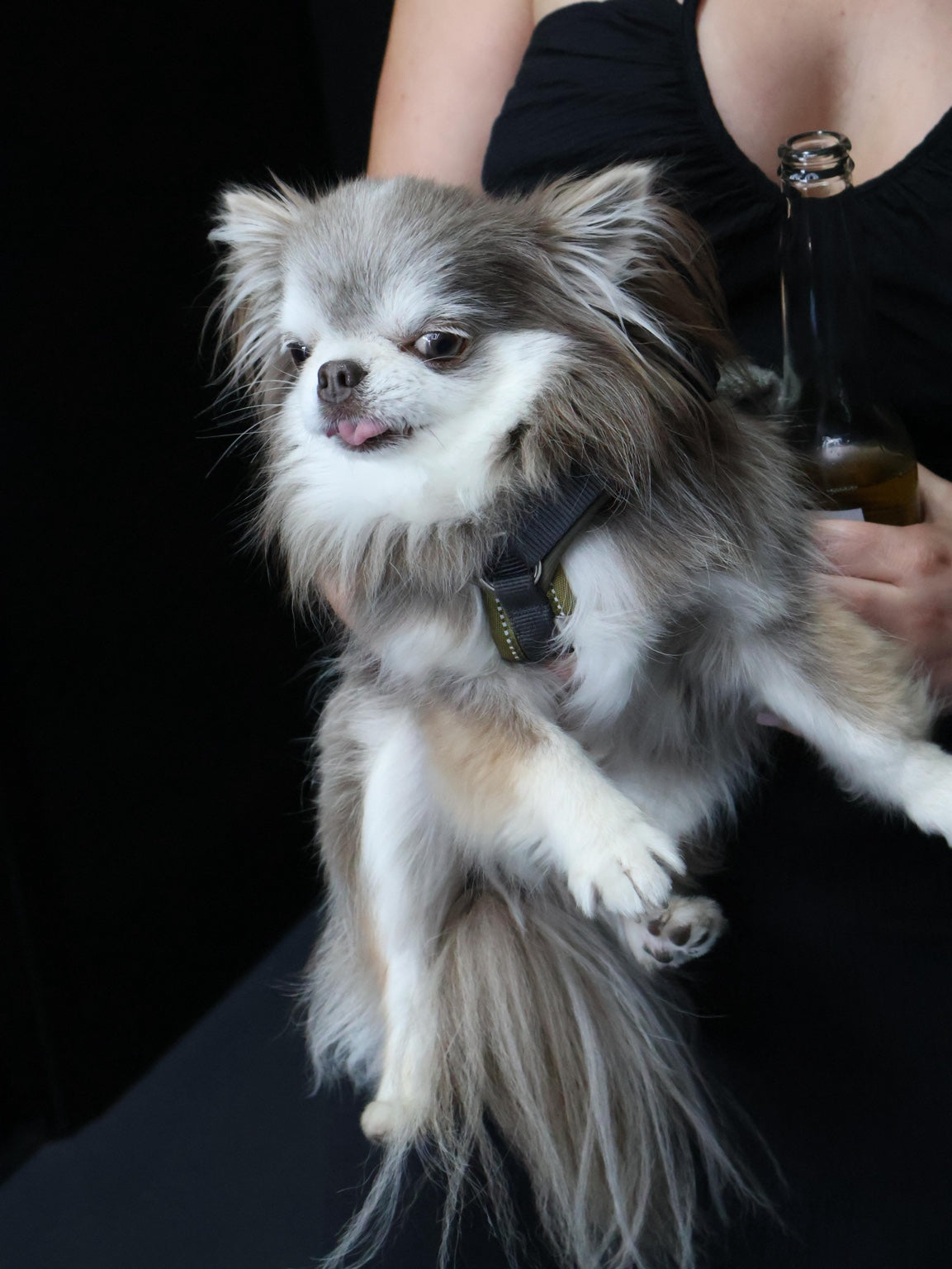 A small dog joining the gathering, held by an event guest.